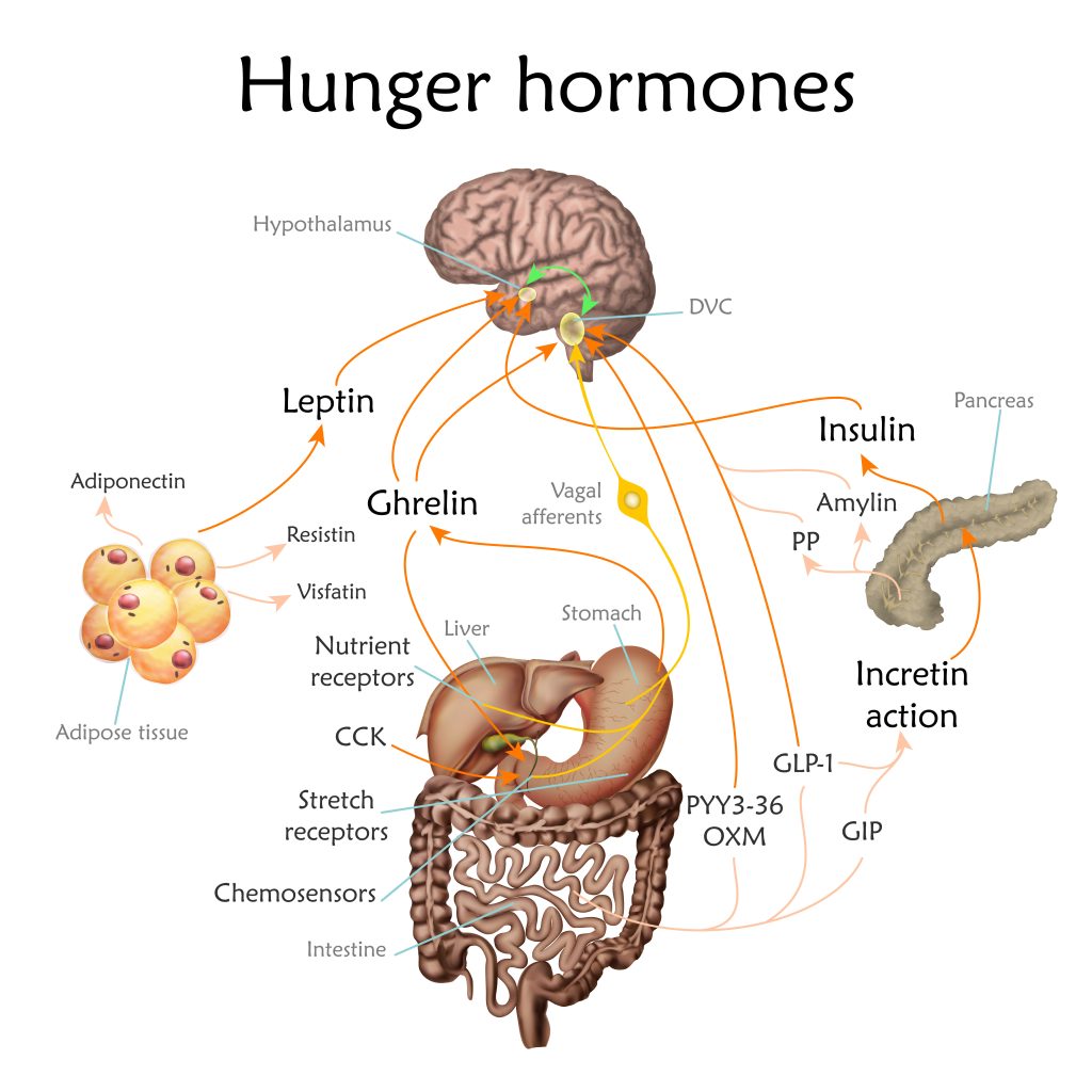hunger hormones diagram