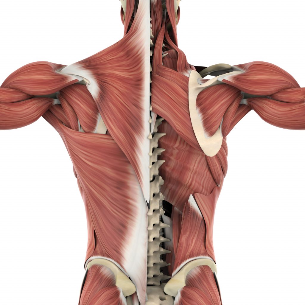What Is The Fascia Kinetic Chain