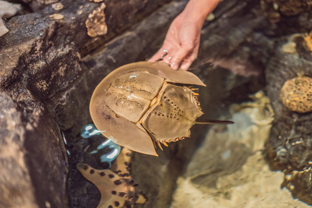 Horseshoe Crabs & COVID-19: How They’re Related