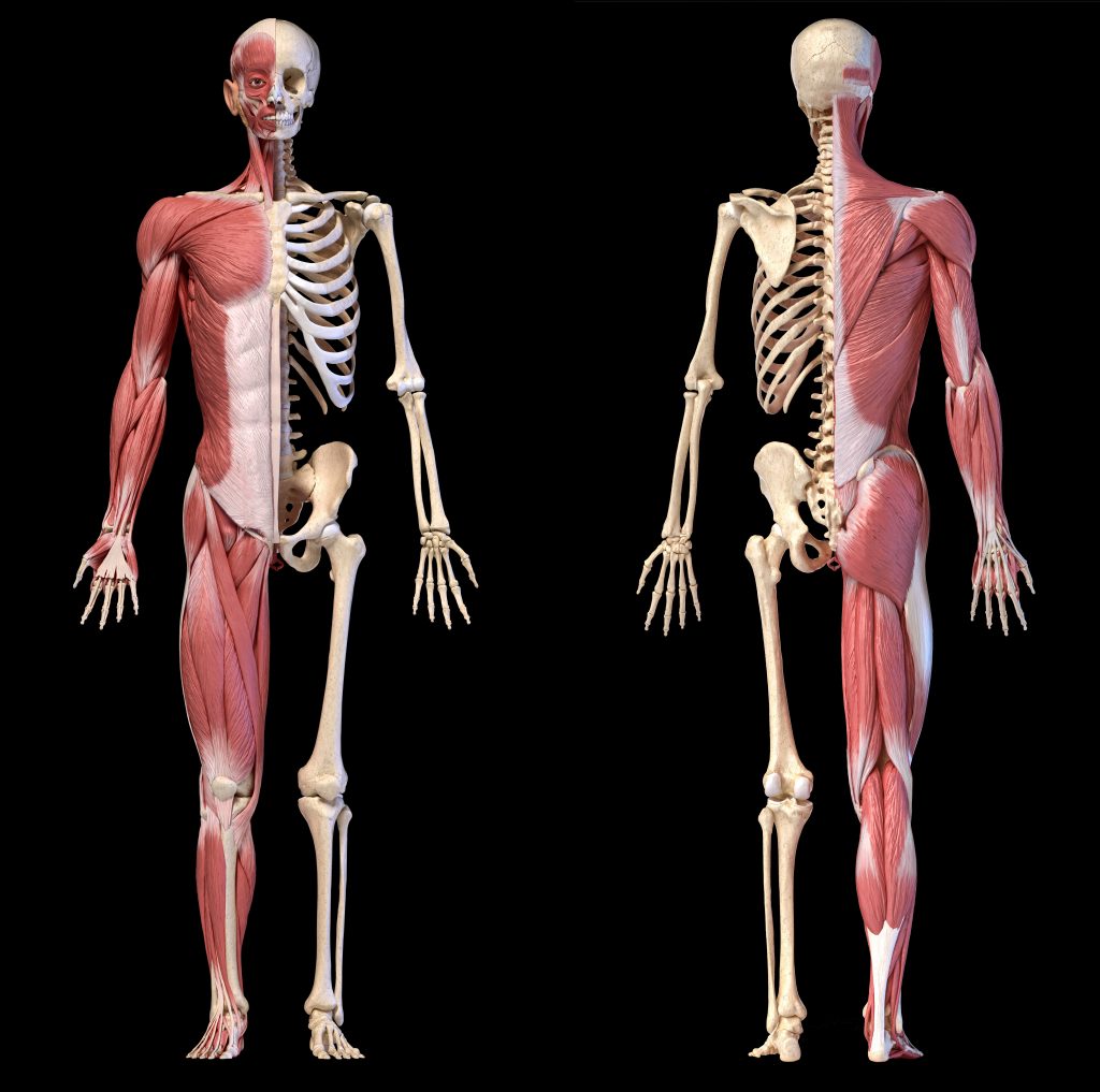 Why Orthopedic Surgeons Recommend The Mediterranean Diet - Muscular & Skeletal Systems