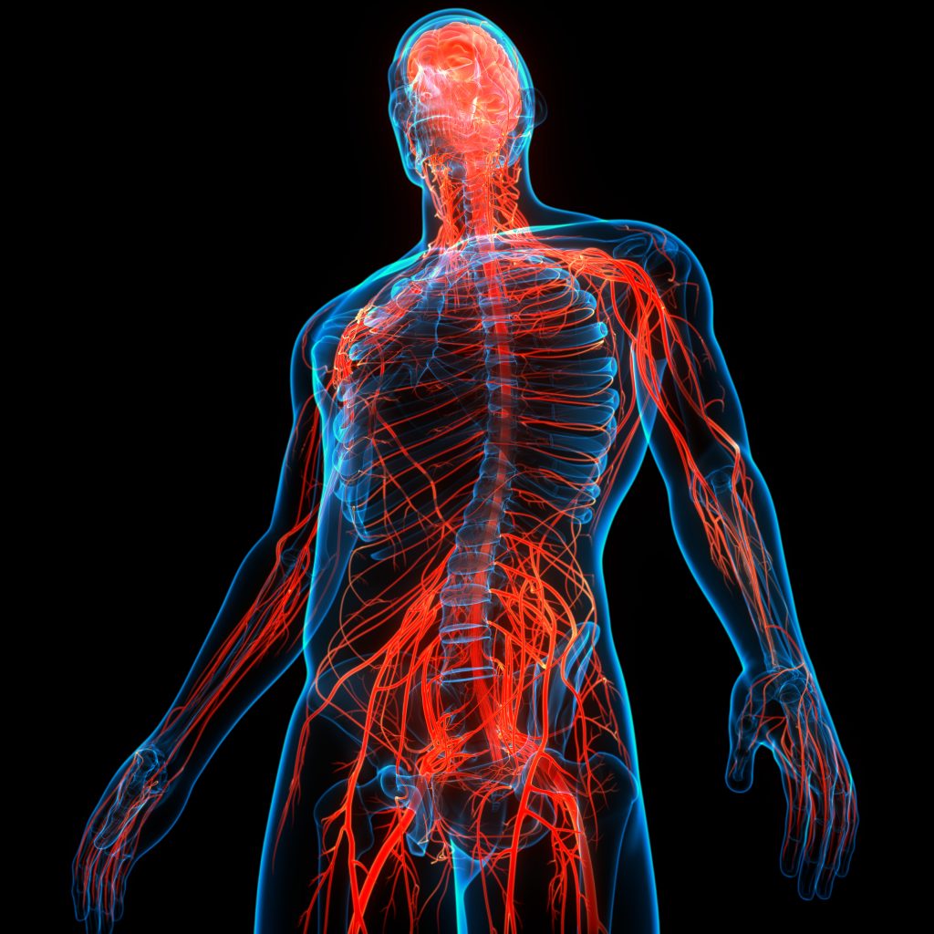 How Do Peripheral Stimulator Implants Work - Human Nervous System