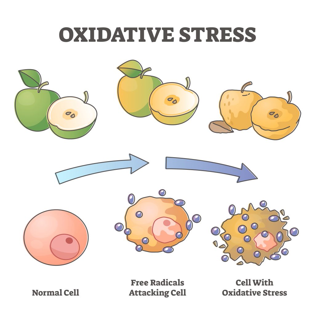 How Oxidative Stress Directly Contributes To Low-Grade Inflammation - Aging As Free Radicals Attack Cells