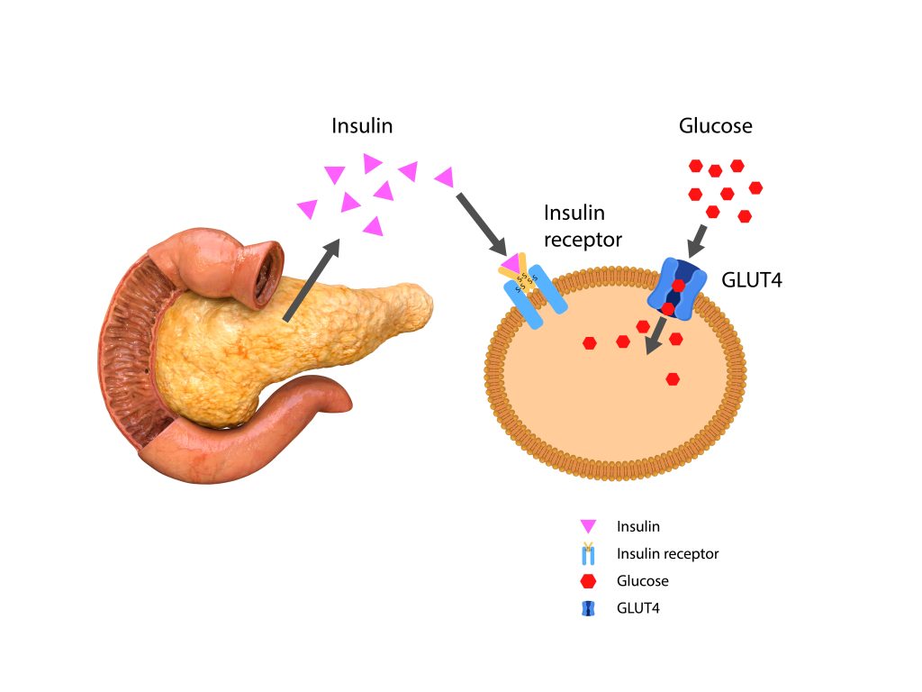 Diagram of Pancreas Releasing Insulin To Break Down Glucose