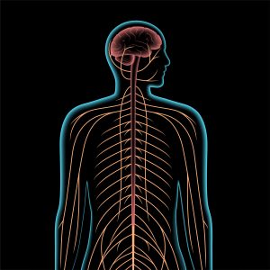 How We Treat Nerve Pain In Our Baton Rouge Clinic - Central Nervous System