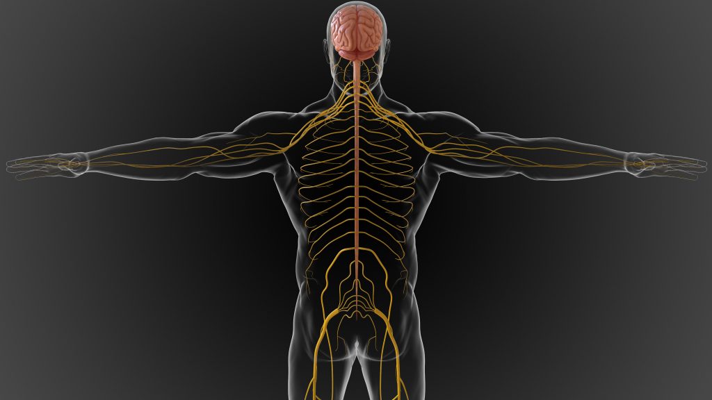 How Do Peripheral Stimulator Implants Work