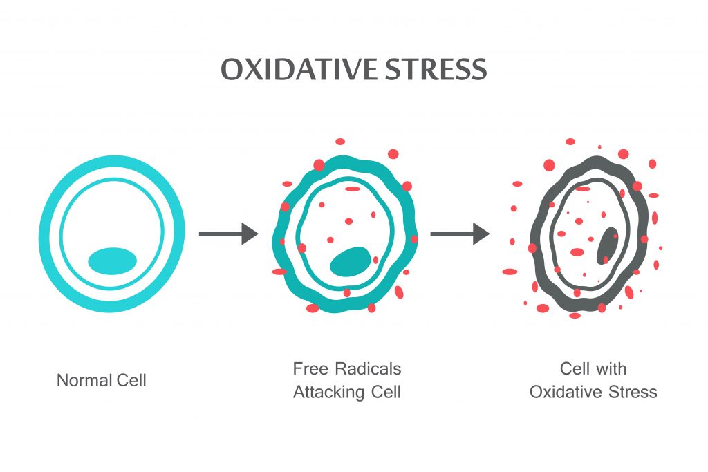 What Does Oxidative Stress Feel Like? Look For These Symptoms - Oxidative Stress Cell Process