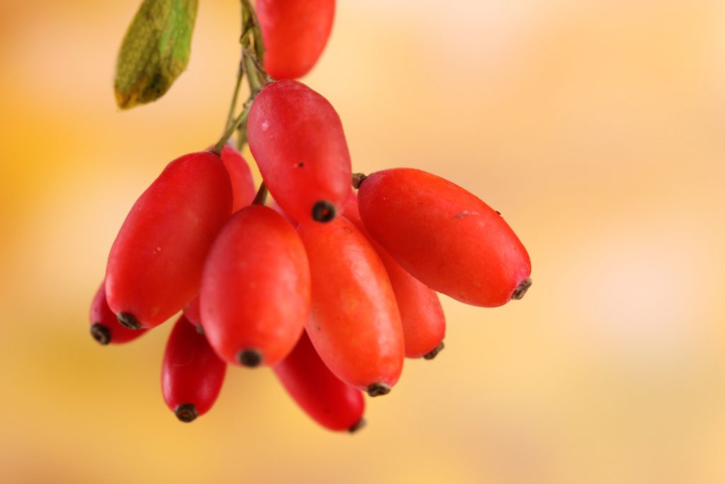 Is Berberine A Safe Alternative to Metformin