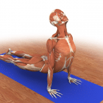 Orthopedics & Yoga: How Yoga is Beneficial at Any Age and Ability